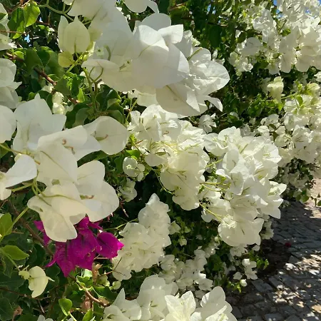 펜션 Alfarrobeiras 알부페이라