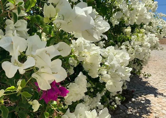 Hébergement de vacances Alfarrobeiras Albufeira